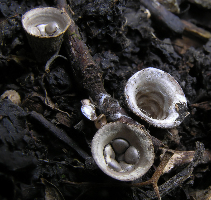 Cyathus olla